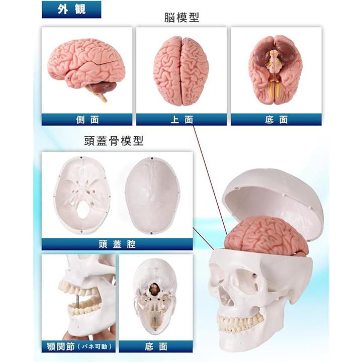 ソフトな質感で8分解できる脳模型と頭蓋骨模型 人体模型 理学療法士 